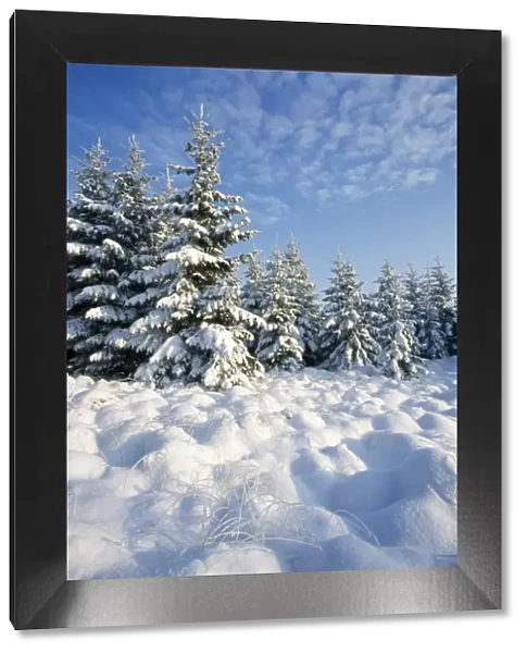 Norway Spruce In winter snow