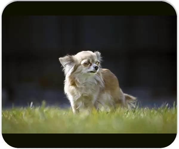 Dog - Chihuahua stand in grass
