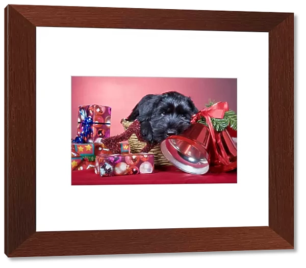 Dog - Giant Schnauzer - In Christmas basket with presents