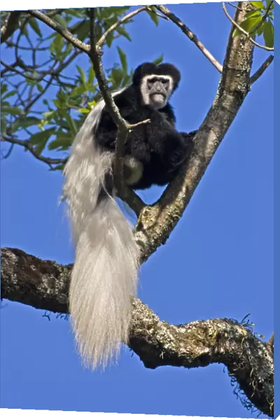 Eastern Black & White Colobus Monkey, adult male, Arusha National Park, Tanzania, Africa
