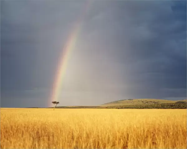 Rainbow Kenya, Africa