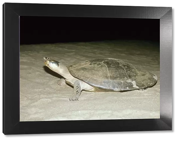 Expansa Turtle - on nesting beach at night. Amazonia Brazil