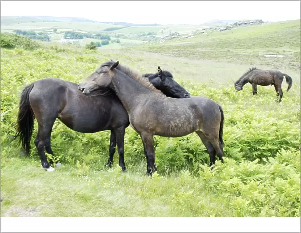 Dartmoor Ponies engaged in mutual grooming