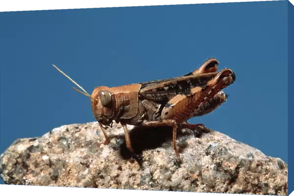 Italian locust. Europe