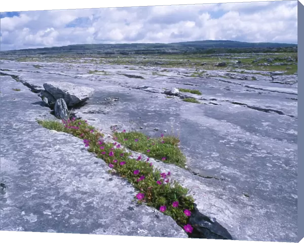 Ireland - The Burren: Limestone pavement with Bloody Cranesbill Geranium Sanguineum