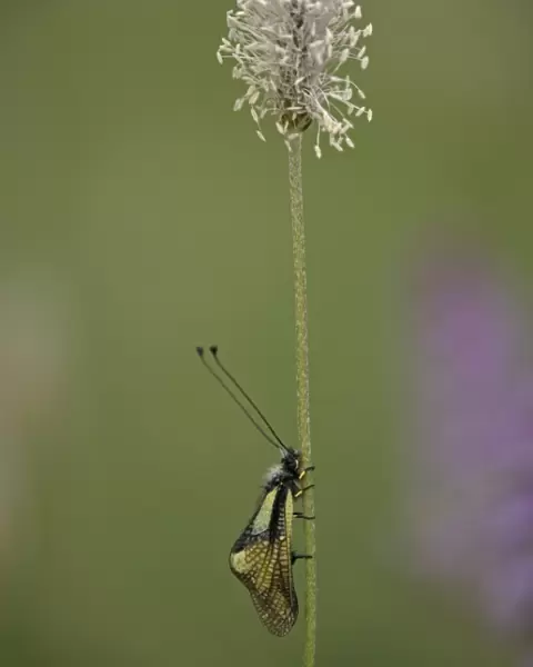 Ascalaphid (related to lacewings) roosting on hoary plantain, at dawn. Predatory insect