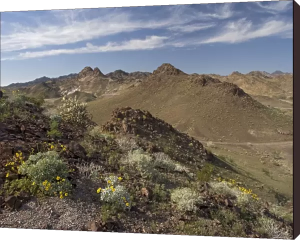 The Chocolate Mountains - with spring flowers such as brittle bush, cacti etc. SE California, on the Arizona border, USA