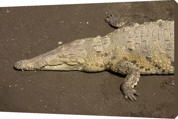 American Crocodiles basking on river bank. Costa Rica