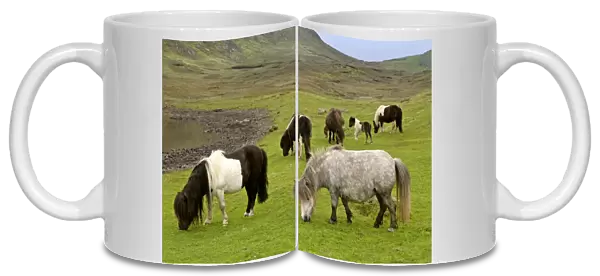 Piebald Shetland Pony - adults and foals grazing on pasture Central Mainland, Shetland Isles, Scotland, UK