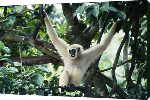 White-handed Gibbon - male S. E. Asia