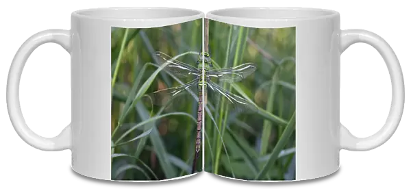 Emperor Dragonfly - freshly emerged female, not fully coloured, Lower Saxony, Germany