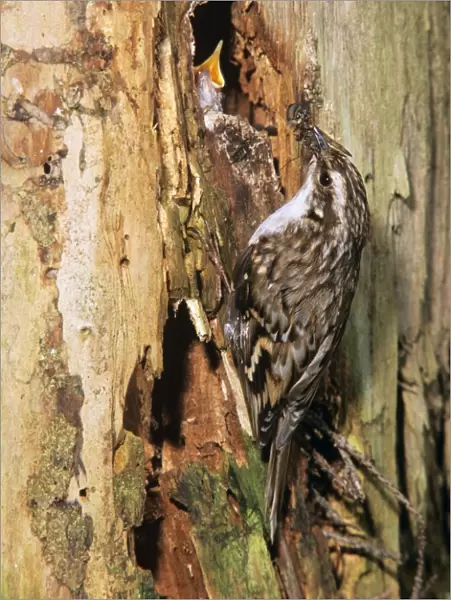 Short-toed Treecreeper - at nest entrance fedding young