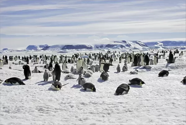 Emperor Penguin - colony. Snow hill island - Antarctica