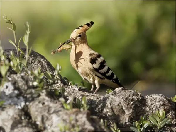 Hoopoe - with mole-cricket in beak. Caceres - Extramadura - Spain