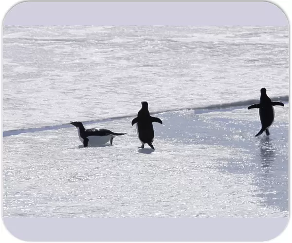 Adelie Penguin - three walking acroos ice. Brown Bluff - Antarctic Peninsula