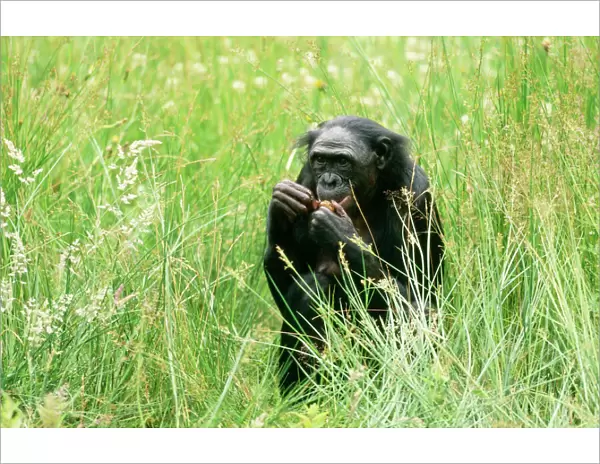 Pygmy  /  Bonobo Chimpanzee - within grass, eating
