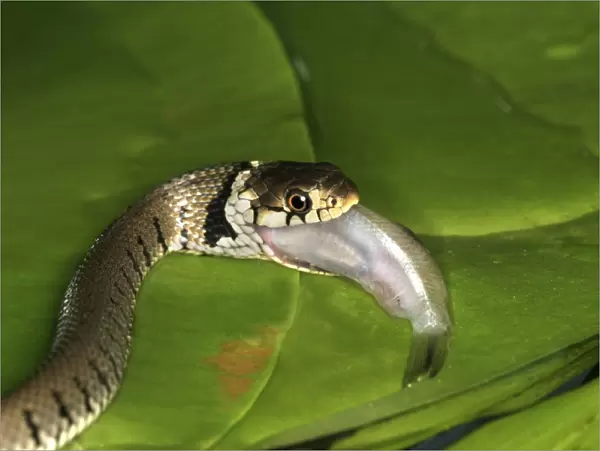 Grass Snake - swallowing fish