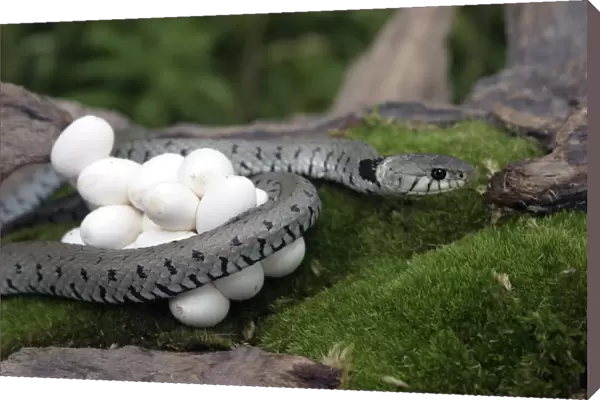 Grass Snake - wrapped around mass of eggs