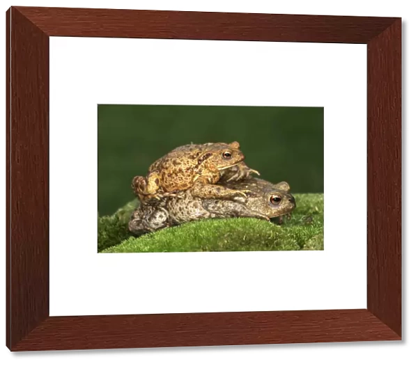 Common Toad France
