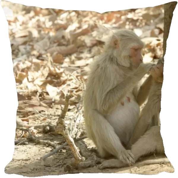 Rhesus Macaque Monkey - grooming fur. Bandhavgarh NP, India. Distribution: Afghanistan to northern India and southern China