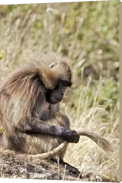 Gelada Baboon - sitting, examining tail. Simien mountains - Ethiopia - Africa