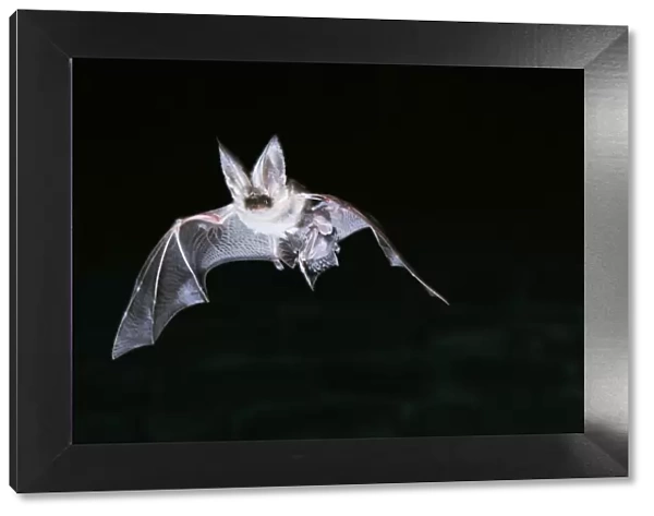 Long-Eared Bat - In flight, carrying young