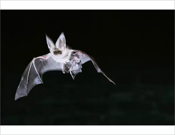 Long-Eared Bat - In flight, carrying young