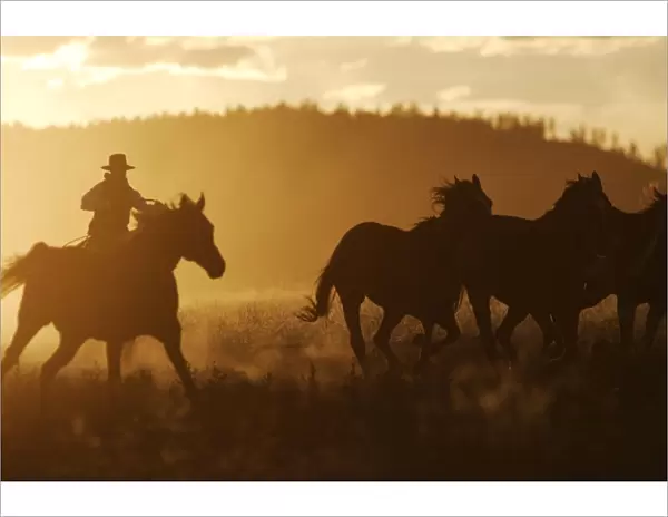 Cattleman riding Quarter  /  Paint Horse at sunset. Ponderosa Ranch - Seneca - Oregon - USA