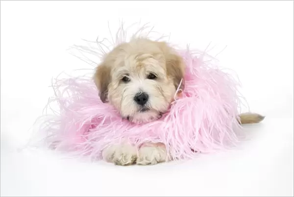 Dog. Teddy dog in pink scarf