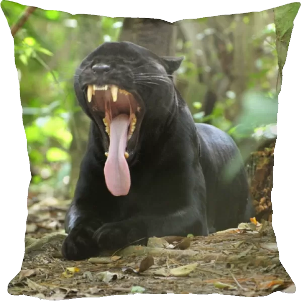 Black Jaguar Panther, yawning Belize