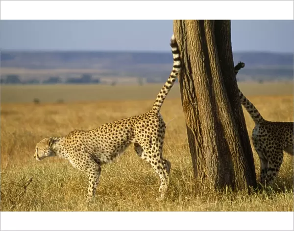 Cheetah - scent marking Kenya, Africa