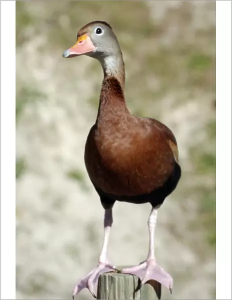 Black-bellied Tree Duck  /  Black-bellied Whistling Duck - southern USA central and northern South America