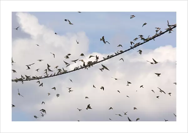 Sand Martins - Large flock gathering on wire. Brenne, France