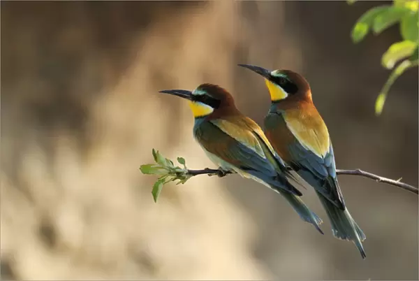 Beeeater - two, Austria