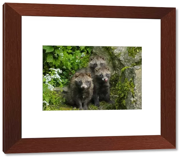 Raccoon dog - three young ones, Germany