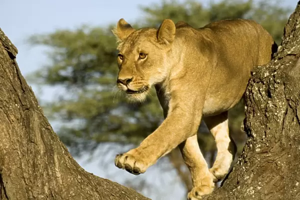 Lion - Young climbing tree - Ndutu - Ngorongoro Conservation Area - Tanzania - Africa