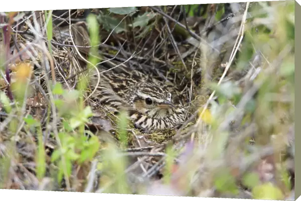 Woodlark - on nest, Alentejo, Portugal