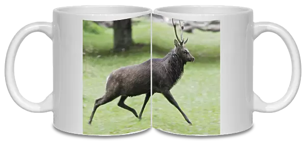 Sika Deer male