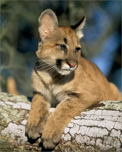 Cougar  /  Mountain Lion  /  Puma - cub