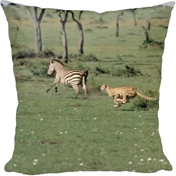 Cheetah - chasing two zebra