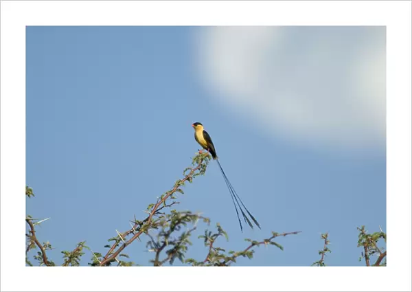 Shaft-tailed Whydah male displaying on bush. Endemic in southern Angola, Namibia, Botswana, Zimbabwe, northern and north-western South Africa. Inhabits grassy areas in thornveld. Kgalagadi Transfrontier Park, Northern Cape, South Africa