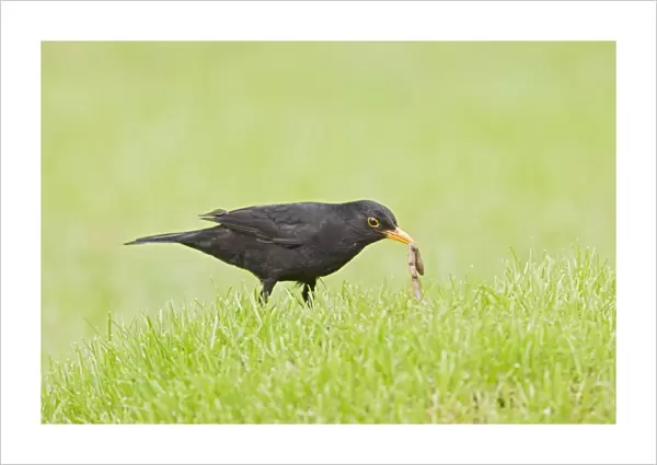 Blackbird - male pulling worm Bedfordshire UK 005600