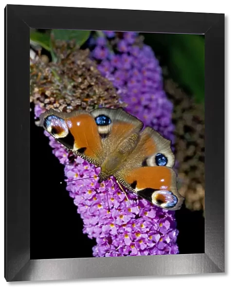 Peacock Butterfly - on Buddleia Bush (Buddleia davidii) - England - UK - Found in gardens amd many other habitats March through October and hibernates as an adult - Larval food plant is stinging nettles