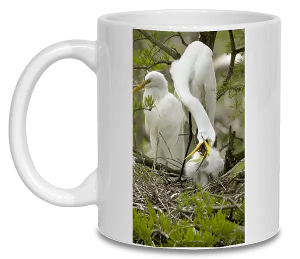 Great Egret - Adult feeding young on nest - Distinguished from most other white herons by large size ( L39' W51') - Common in marshes-mangroves swamps-mud flats - Partial to open habitats for feeding - stalks prey slowly