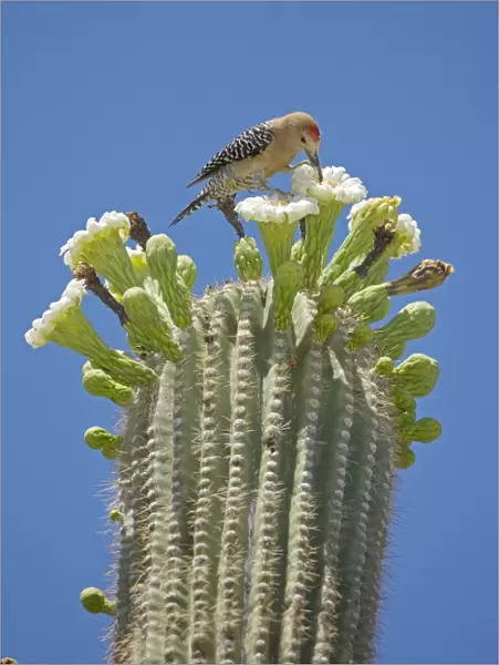 Gila Woodpecker - Feeding on nectar and insects in the Saguaro cactus blossom - Sonoran Desert - Arizona - USA