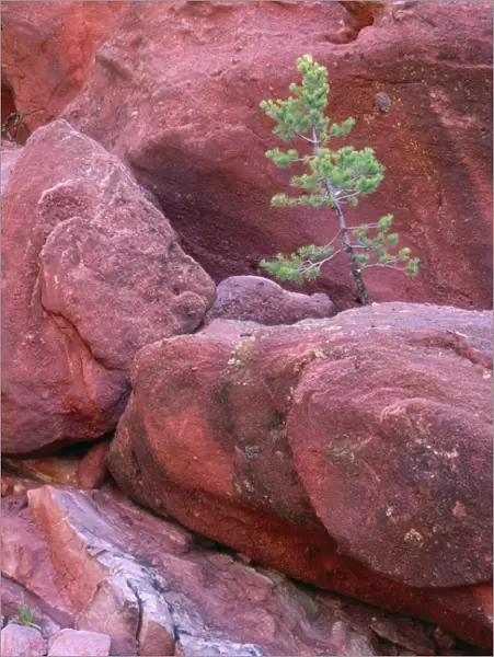 Pine - growing in sandstone West-central Colorado, USA