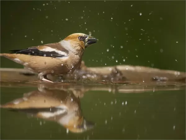 Hawfinch - Bathing in forest pool Coccothraustes coccothraustes Hungary BI016048