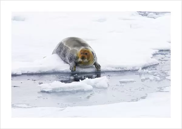 Bearded Seal - entering sea from sea ice haul out - Svalbard (Spitsbergen) - Norway MA001748