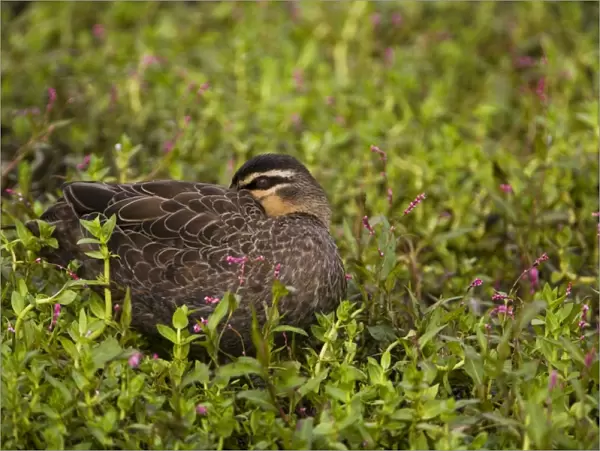 Pacific Black Duck sleeping At a pond along the Great Ocean Road, Victoria, Australia