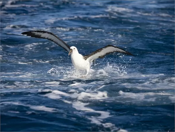Indian Yellow-nosed Albatross landing At sea off Eden, New South Wales, Australia